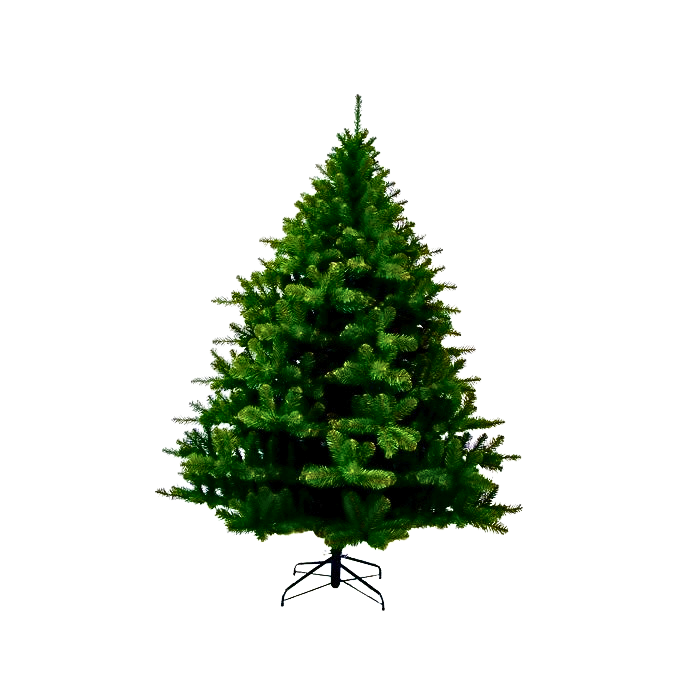 Norway spruce