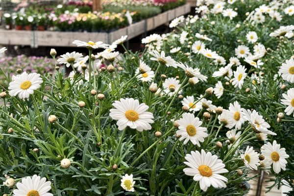 Sommarblommor sommarblommor