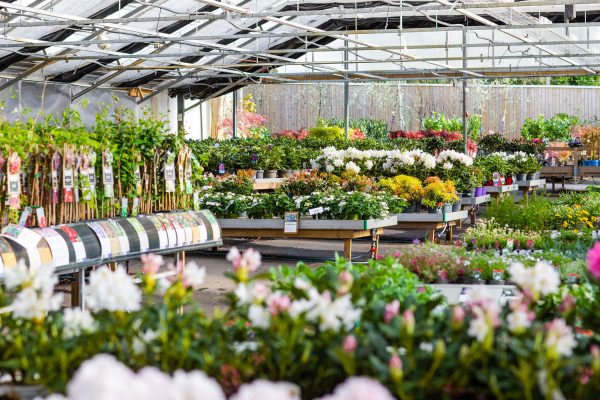 VellingeblommanVäxter-59